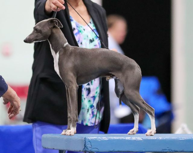 NEW CHAMPION WYNSON MARCHWIND MERCURY